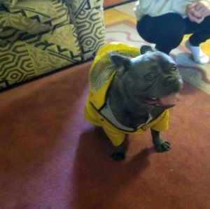 Meet your Posher, Dilys